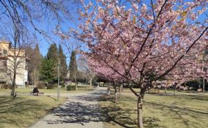 Dašak proljeća u Hercegovini: Mostarske trešnje već probeharale